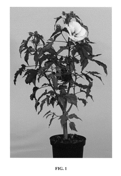 Figure 1 of US plant patent PP28283, the photograph of TAHI12 printed in the patent.