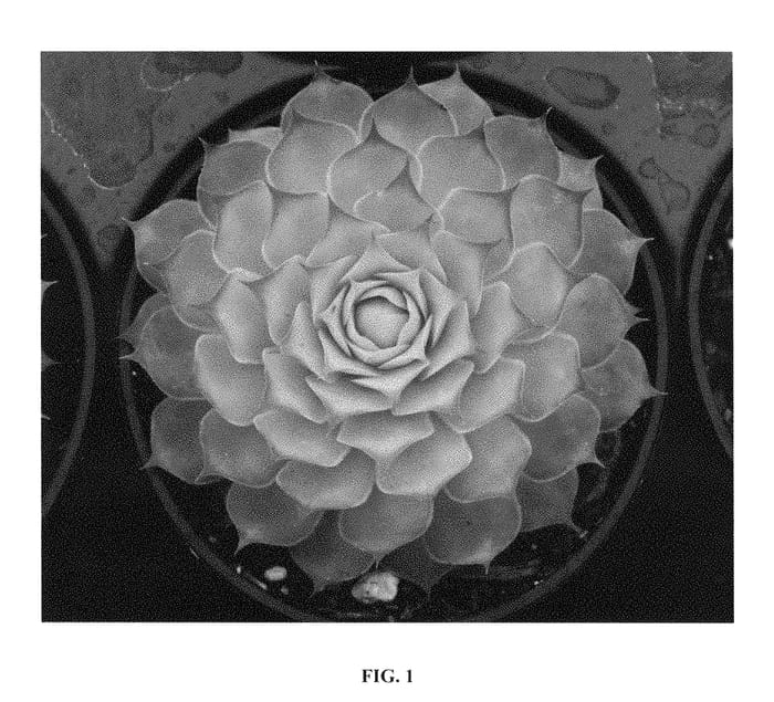 Figure 1 of US plant patent PP28284, the photograph of Gold Nugget printed in the patent.