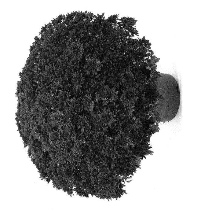 Figure 1 of US plant patent PP28285, the photograph of Vega Red printed in the patent.