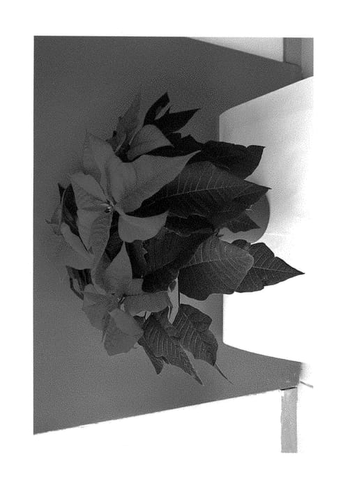 Figure 1 of US plant patent PP28286, the photograph of Bkponhr printed in the patent.