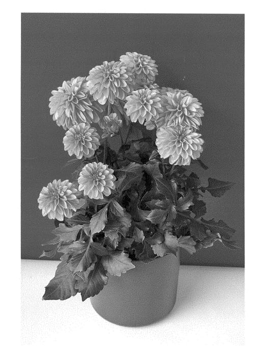 Figure 1 of US plant patent PP28287, the photograph of BKDADO printed in the patent.
