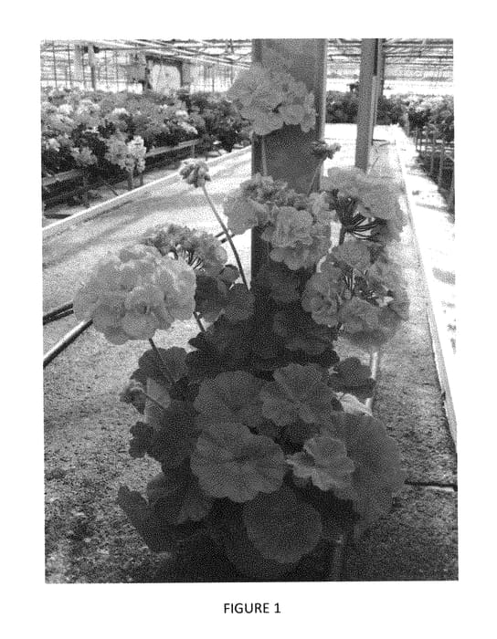 Figure 1 of US plant patent PP28288, the photograph of PEQZ0009 printed in the patent.