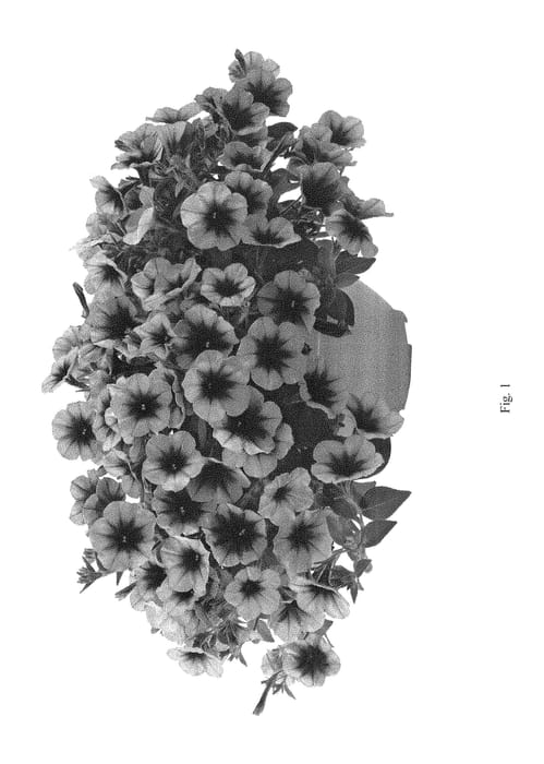 Figure 1 of US plant patent PP28289, the photograph of DCASAUTMYS printed in the patent.