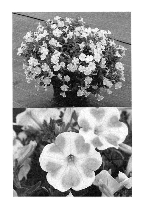 Figure 1 of US plant patent PP28290, the photograph of SUNMOMOHEART printed in the patent.
