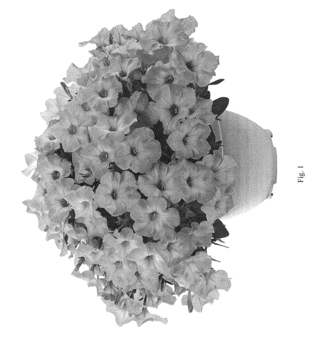 Figure 1 of US plant patent PP28291, the photograph of Draysalmon printed in the patent.
