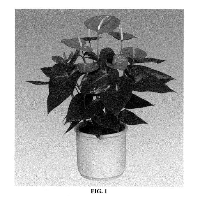 Figure 1 of US plant patent PP28292, the photograph of ANTHDOTXI printed in the patent.