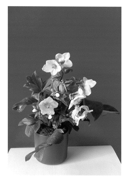 Figure 1 of US plant patent PP28293, the photograph of COSEH 4500 printed in the patent.