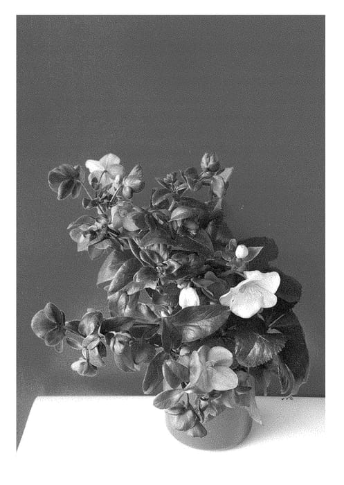 Figure 1 of US plant patent PP28294, the photograph of COSEH 4000 printed in the patent.