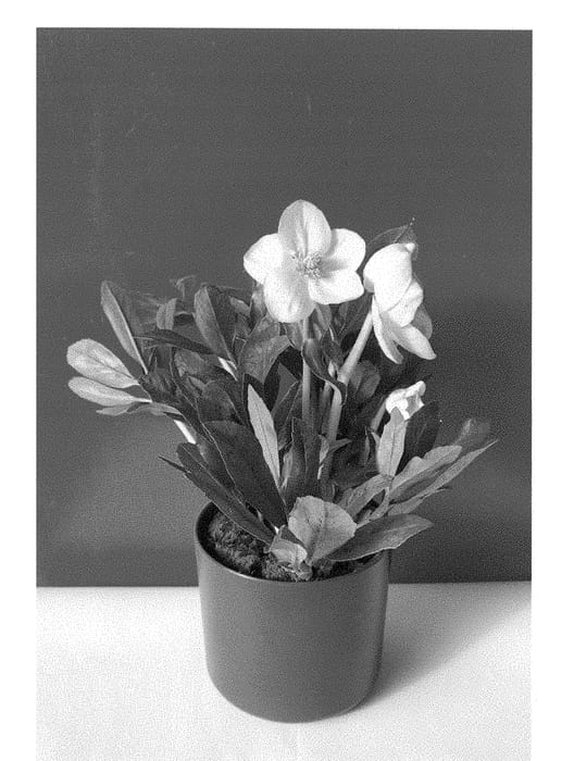 Figure 1 of US plant patent PP28295, the photograph of COSEH 3080 printed in the patent.