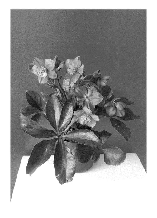 Figure 1 of US plant patent PP28296, the photograph of COSEH 4100 printed in the patent.