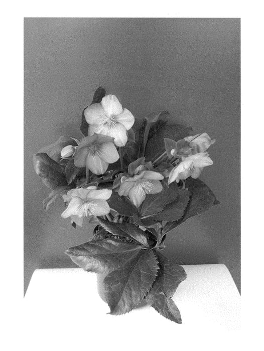 Figure 1 of US plant patent PP28297, the photograph of COSEH 4200 printed in the patent.
