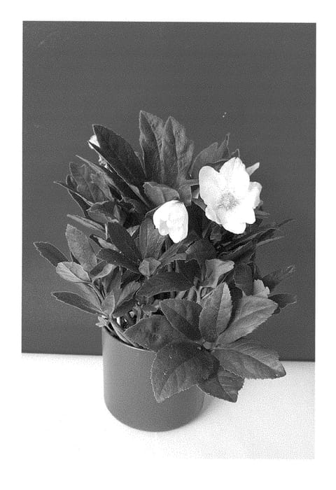 Figure 1 of US plant patent PP28298, the photograph of COSEH 3120 printed in the patent.