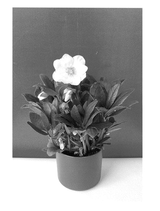 Figure 1 of US plant patent PP28299, the photograph of COSEH 3100 printed in the patent.