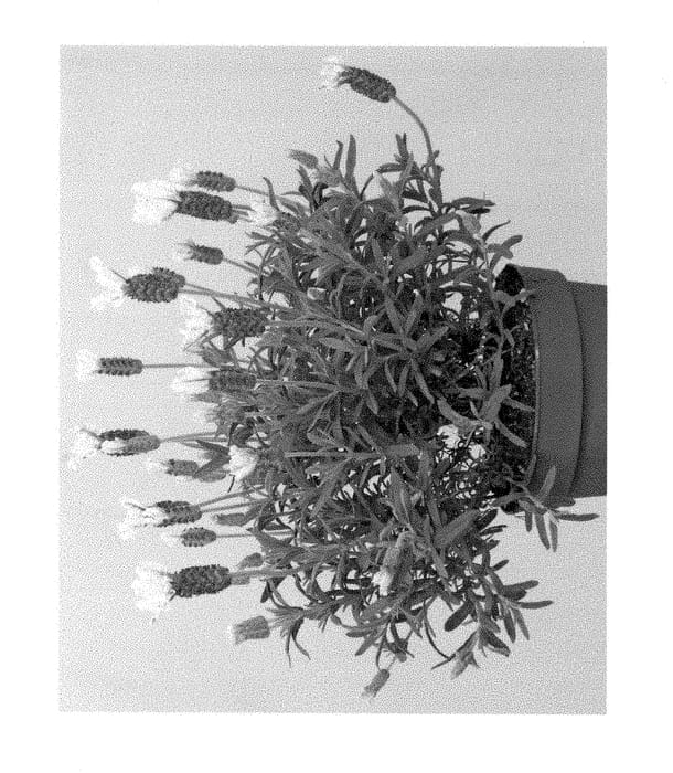 Figure 1 of US plant patent PP28301, the photograph of Anouk Deluxe 1173 printed in the patent.