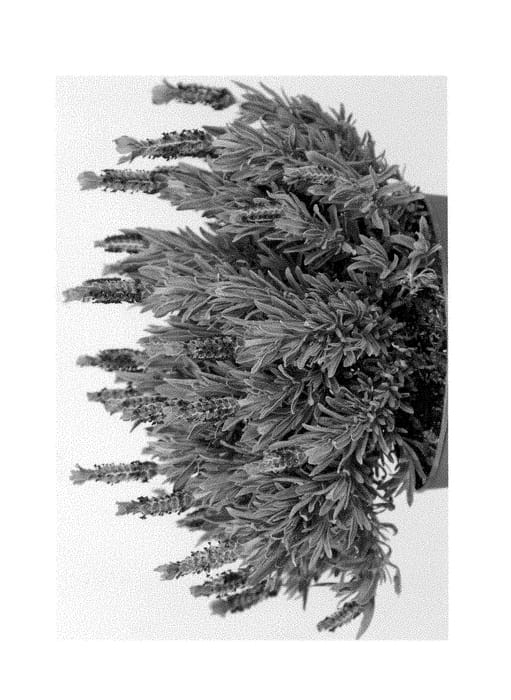 Figure 1 of US plant patent PP28302, the photograph of Anouk Deluxe 1304 printed in the patent.