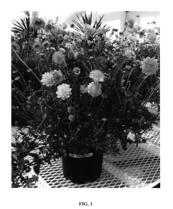 Figure 1 of US plant patent PP28303, the photograph of ICHPIN printed in the patent.