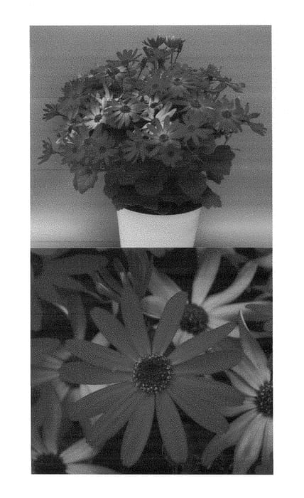 Figure 1 of US plant patent PP28304, the photograph of Sunseneyona printed in the patent.