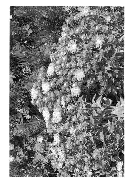 Figure 1 of US plant patent PP28305, the photograph of Synstokhar printed in the patent.