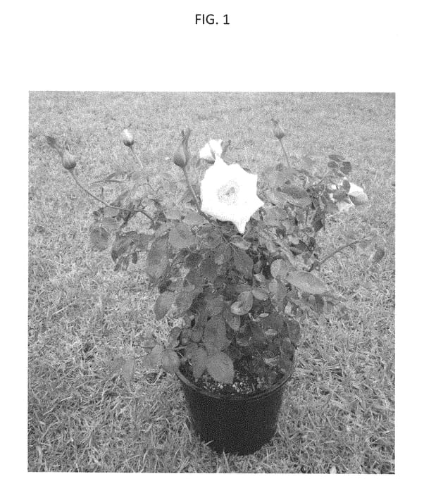 Figure 1 of US plant patent PP28306, the photograph of GRAyllw printed in the patent.