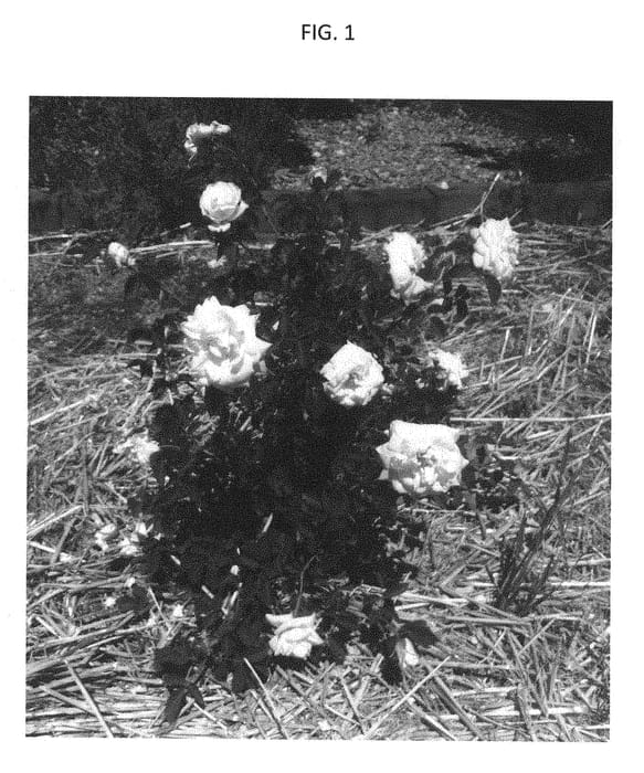 Figure 1 of US plant patent PP28307, the photograph of GRAaus printed in the patent.