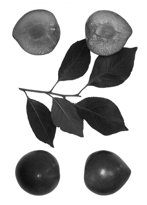 Figure 1 of US plant patent PP28308, the photograph of Sweet Pixie 5 printed in the patent.