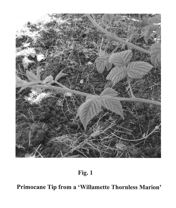 Figure 1 of US plant patent PP28309, the photograph of Willamette Thornless Marion printed in the patent.