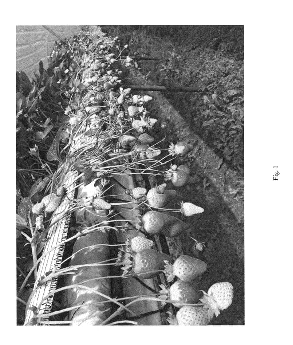 Figure 1 of US plant patent PP28310, the photograph of MALGA printed in the patent.