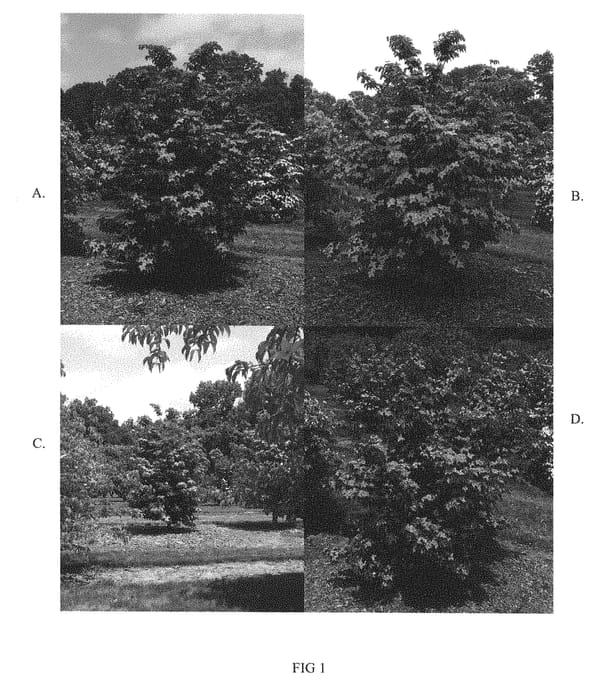 Figure 1 of US plant patent PP28311, the photograph of Rutpink printed in the patent.