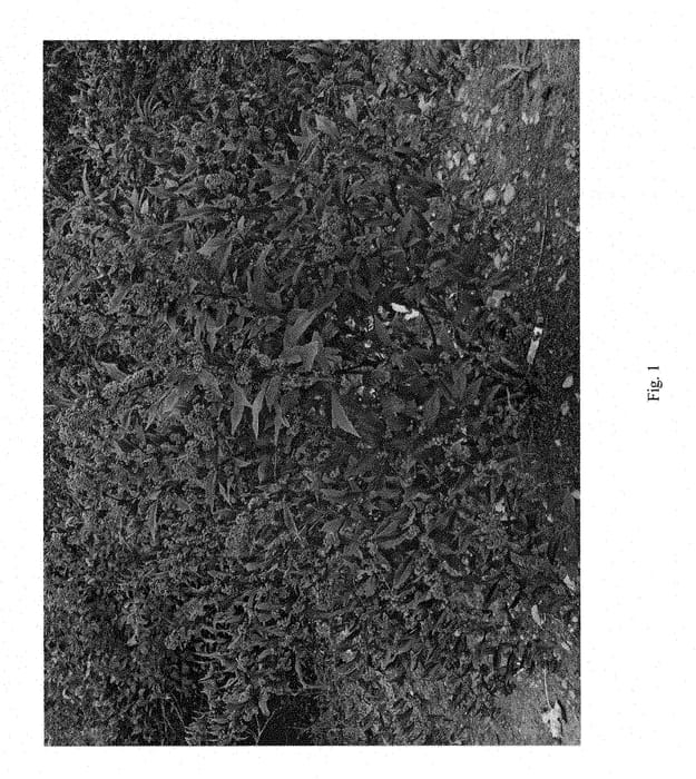 Figure 1 of US plant patent PP28312, the photograph of NCCX2 printed in the patent.