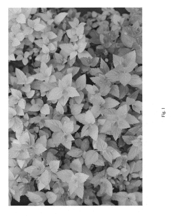 Figure 1 of US plant patent PP28313, the photograph of NCSX1 printed in the patent.