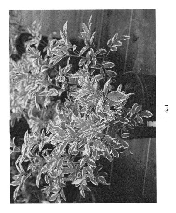Figure 1 of US plant patent PP28314, the photograph of SANIVALK printed in the patent.