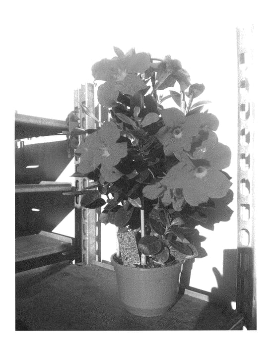 Figure 1 of US plant patent PP28315, the photograph of INMANREDSCAR printed in the patent.