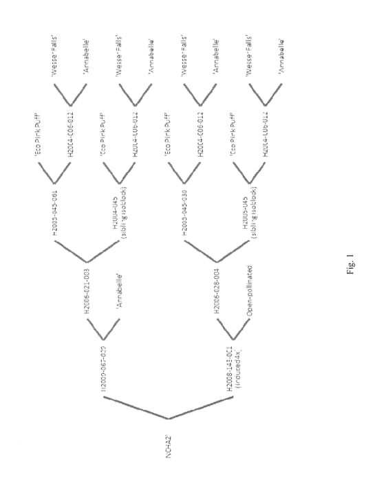 Figure 1 of US plant patent PP28316, the photograph of NCHA2 printed in the patent.