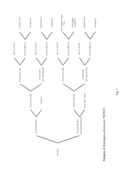 Figure 1 of US plant patent PP28317, the photograph of NCHA3 printed in the patent.