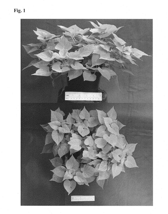 Figure 1 of US plant patent PP28318, the photograph of NCORNSP-019SCSHLM printed in the patent.