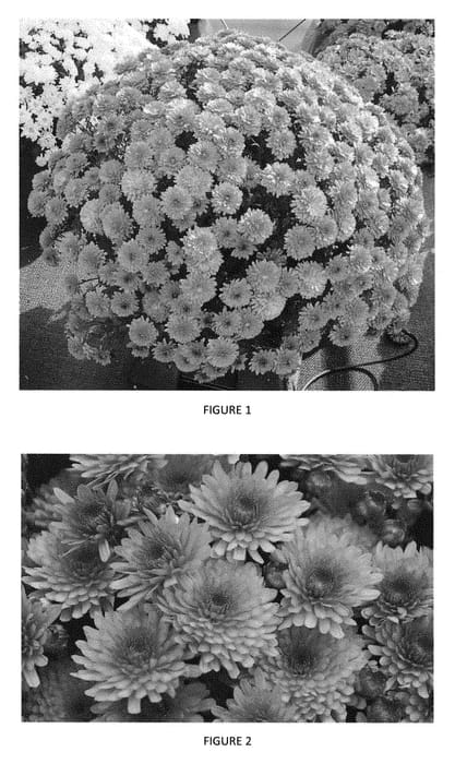 Figure 1 of US plant patent PP28319, the photograph of CIFZ0032 printed in the patent.