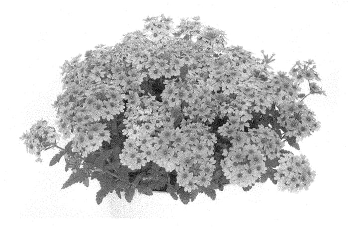 Figure 1 of US plant patent PP28320, the photograph of KLEVP15616 printed in the patent.