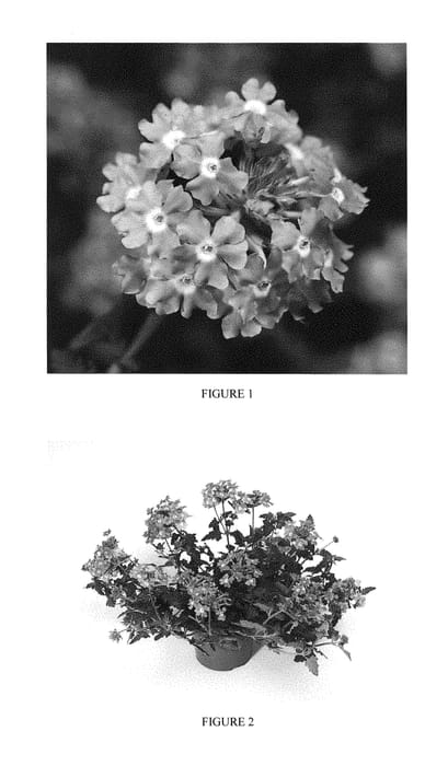 Figure 1 of US plant patent PP28321, the photograph of VEAZ0028 printed in the patent.