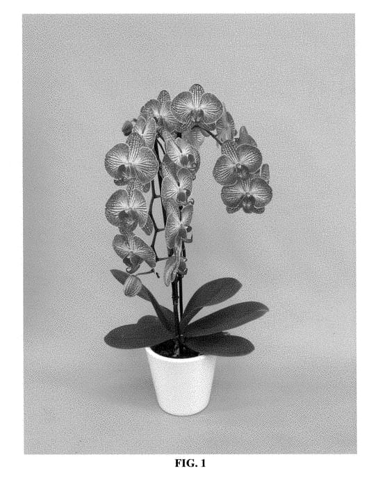 Figure 1 of US plant patent PP28322, the photograph of PHALBUKALO printed in the patent.