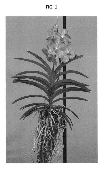 Figure 1 of US plant patent PP28323, the photograph of SPCDW1407 printed in the patent.