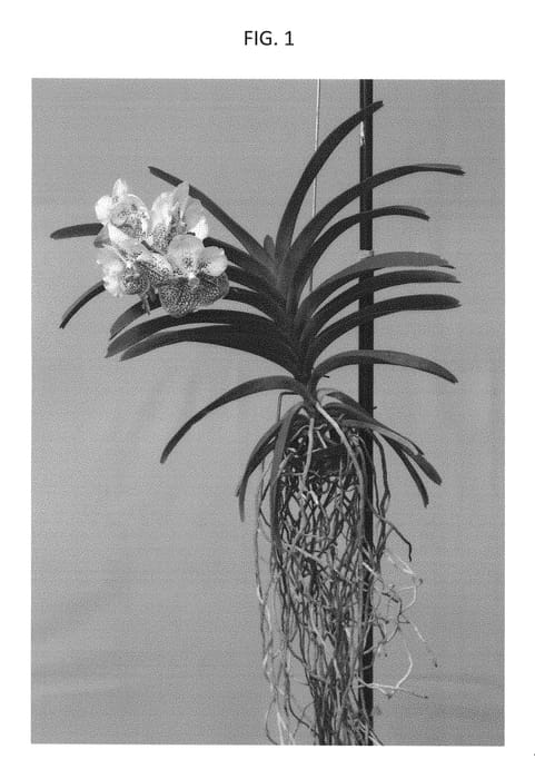 Figure 1 of US plant patent PP28324, the photograph of SPCDW1406 printed in the patent.