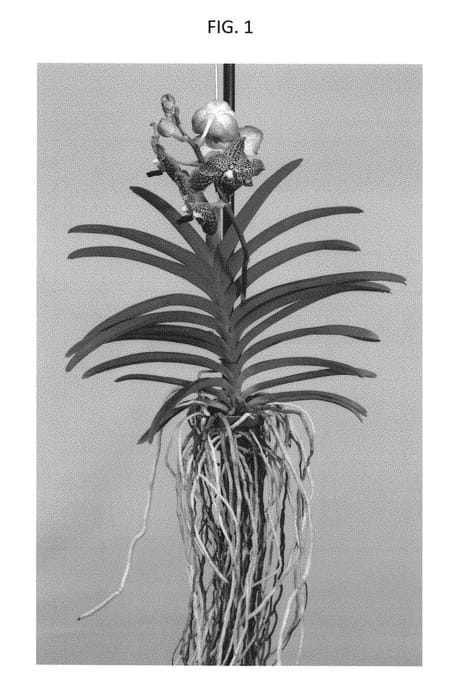 Figure 1 of US plant patent PP28325, the photograph of SPCDW1404 printed in the patent.