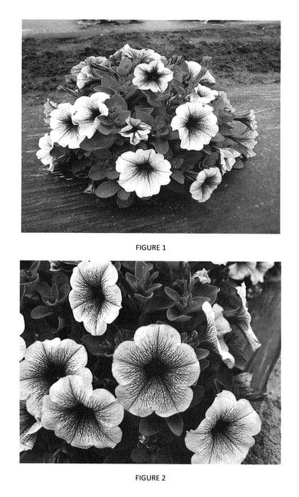 Figure 1 of US plant patent PP28326, the photograph of PEHY0018 printed in the patent.