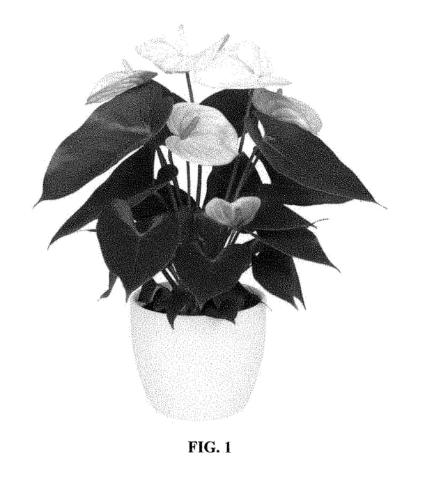 Figure 1 of US plant patent PP28327, the photograph of ANTHERZEK printed in the patent.