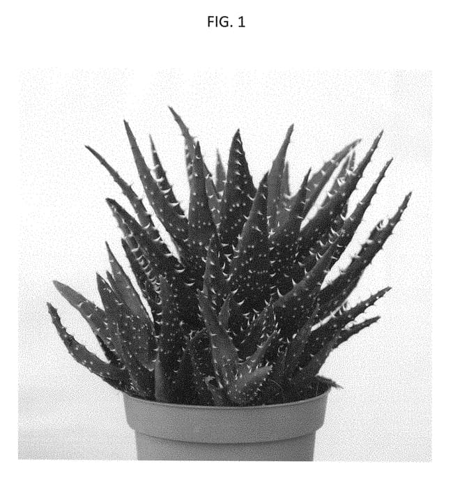 Figure 1 of US plant patent PP28328, the photograph of Ovaljaws printed in the patent.