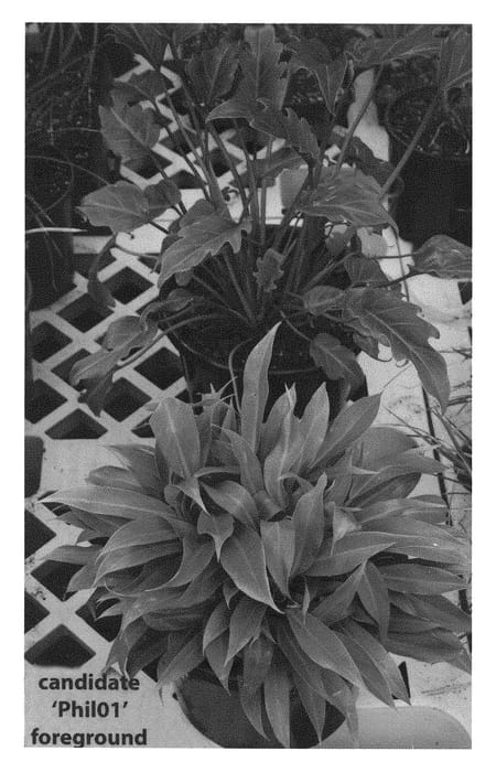 Figure 1 of US plant patent PP28329, the photograph of Phil01 printed in the patent.