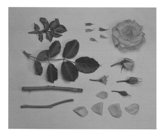 Figure 1 of US plant patent PP28330, the photograph of KORbentgol printed in the patent.