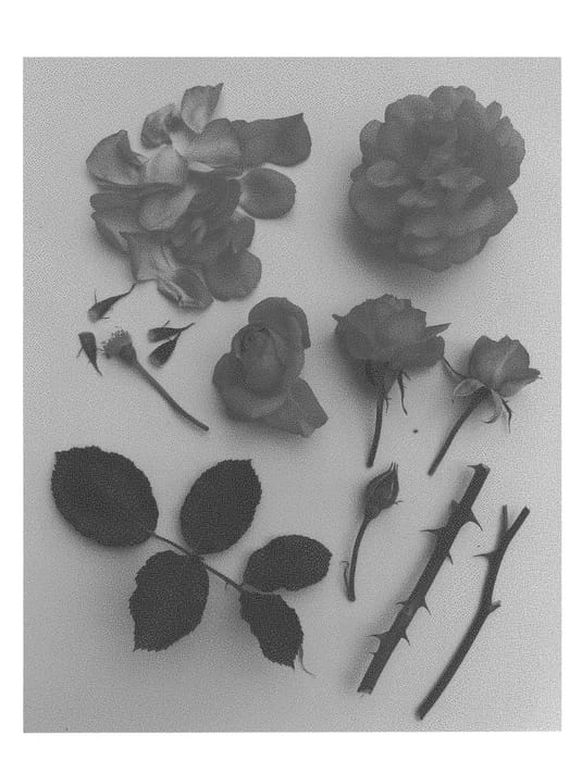 Figure 1 of US plant patent PP28331, the photograph of Poulnap005 printed in the patent.