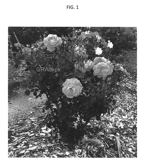 Figure 1 of US plant patent PP28332, the photograph of GRAdkpk printed in the patent.