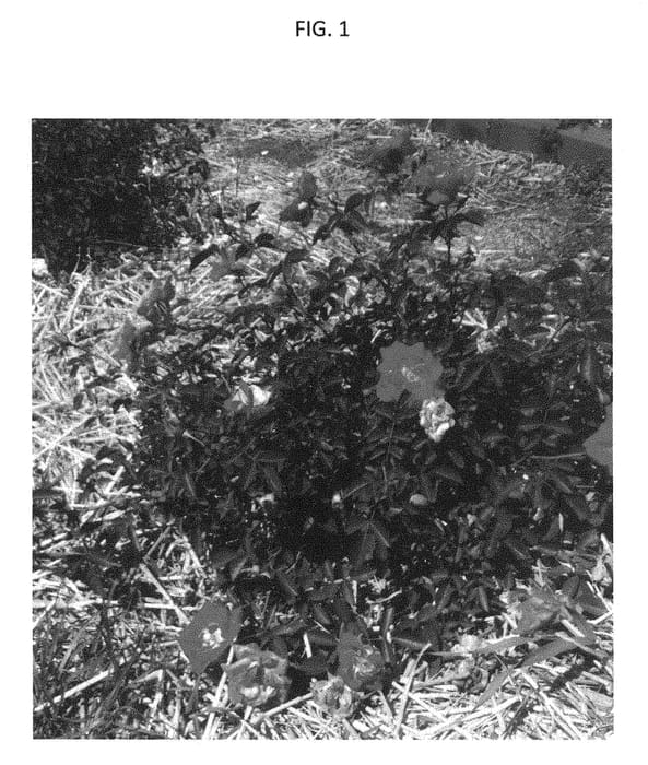 Figure 1 of US plant patent PP28333, the photograph of GRAmary printed in the patent.